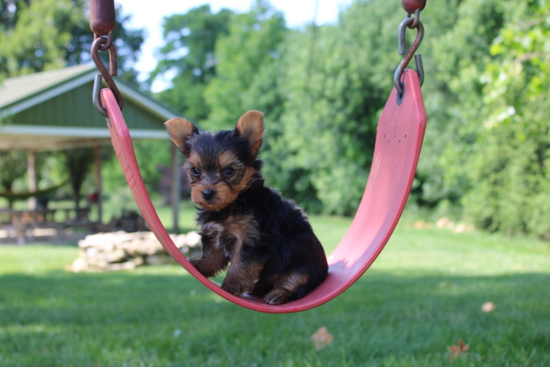 puppy, for, sale, Yorkshire Terrier , Matthew B. Stoltzfus, dog, breeder, Gap, PA, dog-breeder, puppy-for-sale, forsale, nearby, find, puppyfind, locator, puppylocator, aca